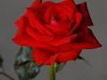 Stems Rose Farm & Florist image 2
