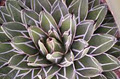Succulents - Jenny's Patch image 5