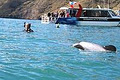Swimming with Dolphins image 2