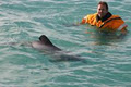 Swimming with Dolphins image 4
