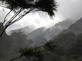 Te Urewera Rainforest Route - Northern Gateway image 1