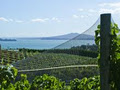 Waiheke Island Wine Tours image 3
