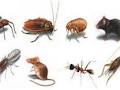 Wellington Pest Management image 1