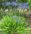 Agapanthus Alley image 1