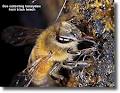 Airborne Honey Ltd image 3