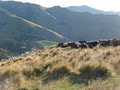 Banks Peninsula, Little River Bed and Breakfast image 6