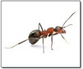 Bugs Away Pest Control Manawatu image 2