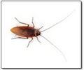 Bugs Away Pest Control Manawatu image 3
