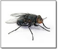 Bugs Away Pest Control Manawatu image 4