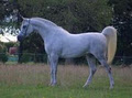 Classic Arabians image 3