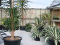 Coromandel Cacti Ltd image 2