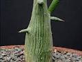 Coromandel Cacti Ltd image 6