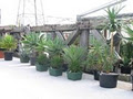Coromandel Cacti Ltd image 1