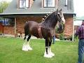 Erewhon Station Clydesdale Stud image 2