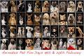 FURtography - Pet Portraits image 4