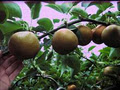 Gold'n Pear Orchard image 3