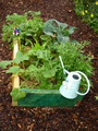 Home Harvest Organic Planter Boxes image 2