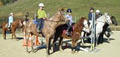 Panorama Equestrian Limited image 2