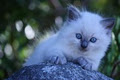 Truly Scrumptious Ragdoll Kittens image 3