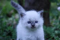 Truly Scrumptious Ragdoll Kittens image 4