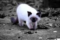 Truly Scrumptious Ragdoll Kittens image 6