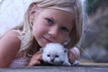 Truly Scrumptious Ragdoll Kittens image 1