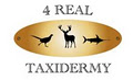 4 Real Taxidermy - Tauranga Taxidermist image 2
