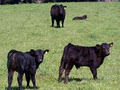Atahua Angus Beef Farm image 2