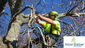 Arbor Barber - Tree Services Tauranga image 1