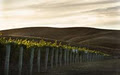 Fairhall Downs Estate Wines image 4