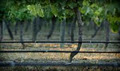 Fairhall Downs Estate Wines image 6
