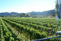 Tolaga Bay Estate Wine image 1