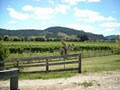 Tolaga Bay Estate Wine image 4