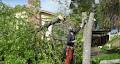 Tree Removal Service image 6