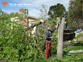 Tree Removal Service image 1