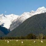 Glacier Country Guide West Coast New Zealand image 8