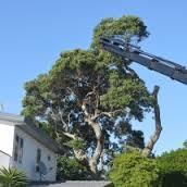 Urban Tree Surgeons image 2