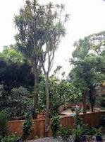 Urban Tree Surgeons image 1