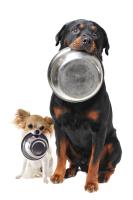 WeDeliverPetFood image 2