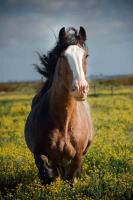 Equine Photography NZ image 6