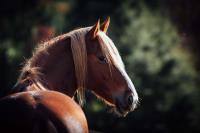 Equine Photography NZ image 7