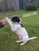 High Five Puppy Skills image 1