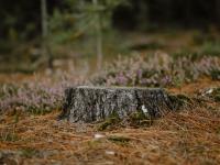 Bay Stump Grinding image 2