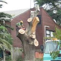 The Tree Man image 1