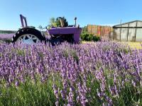 Lavender Backyard Garden image 2