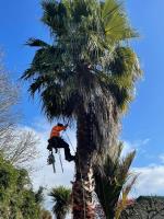 Apex Arborists image 1