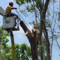 ArboristsRotorua.co.nz image 1