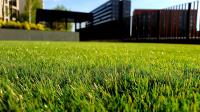 ArtificialGrassNZ.co.nz image 1