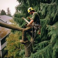 ArboristsHawkesBay.co.nz image 1