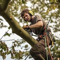 ArboristsWellington.co.nz image 1